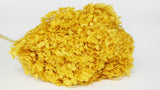 Hortensia stabilisé Anna - 1 tête - Jaune