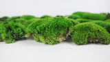 Mousse boule stabilisée - Boîte - Vert printemps