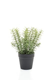 Timo artificiale 22 cm - 1 vaso - Verde