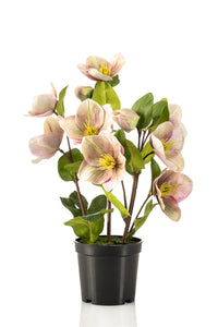 Helleborus artificial - 1 maceta - Verde/morado