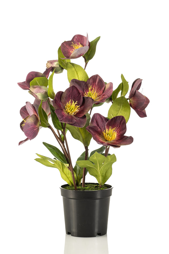 Helleborus artificial - 1 maceta - Violeta