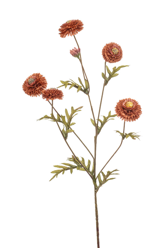 Tagetes artificiales - 1 tallo - Coral