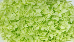 Hortensia stabilisé Anna - 1 tête - Anis