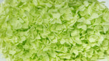 Hortensia stabilisé Anna - 1 tête - Anis