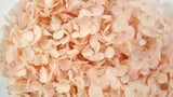 Preserved hydrangea Anna - 1 head - Peach