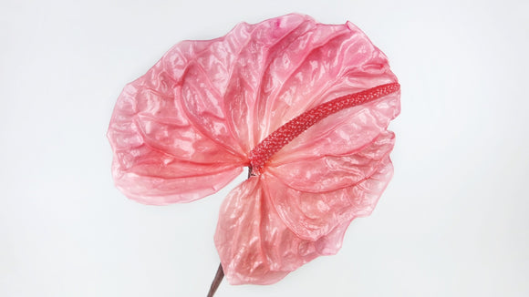 Preserved anthurium Earth matters - 3 pieces - Princess pink 181