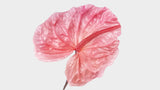 Anthurium konserviert Earth Matters - 3 Stück - Princess pink 181