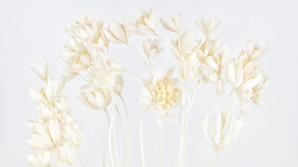 Sterndolde Astrantia konserviert Earth Matters - 1 Bund - Off white 011