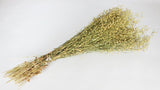 Lepidium Atraxa - 1 Bund - Naturfarbe