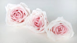 Rose stabilizzate Avalanche Earth Matters - 3 teste - Champagne Pink 131