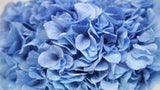 Hortensia stabilisé Extra - 1 tête - Bleu