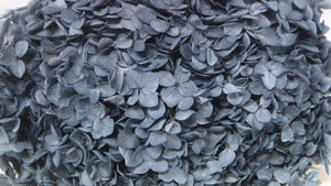 Hortensia stabilisé Anna - 1 tête - Bleu gris