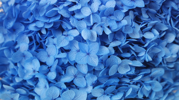 Hortensia preservada Anna - 1 cabeza - Azul