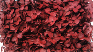 Hortensia stabilisé Anna - 1 tête - Bordeaux