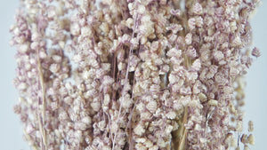 Briza salino - 1 manojo - color natural