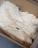 Broom Bloom essiccato - 2 kg - Avorio
