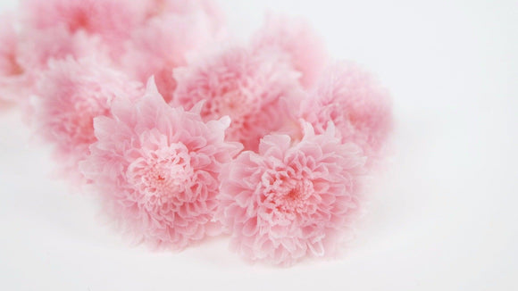Chrysantheme mini Kogiku konserviert Earth Matters - 12 Köpfe - Sherbet Pink 102