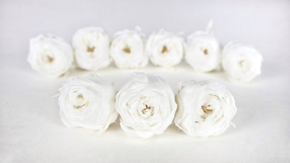 Rosen konserviert Cocotte Earth Matters - 9 Köpfe - White 011