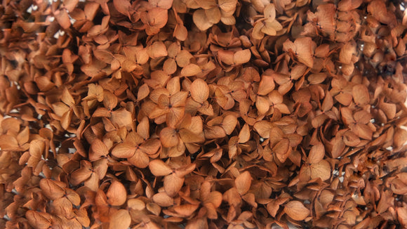Hortensia Anna Preservada - 1 cabeza - Café