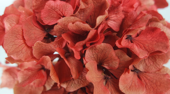 Konservierte Hortensie  - 1 Kopf - Coral
