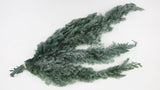 Cyprès Pisifera stabilisé Earth Matters - 2 branches - Frost green 706