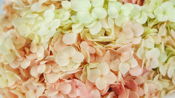 Preserved hydrangea Anna - 1 head - Desert rose