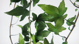 Stabilisierter Efeu shamrock Earth Matters - 3 Stück - Fresh green 730