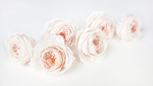 Rosas inglesas preservadas Elena Earth Matters - 6 cabezas - Champán blanco 021