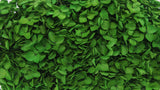 Hortensia Anna Preservada - 1 cabeza - Verde esmeralda