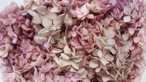 Preserved hydrangea Anna - 1 head - Glycine