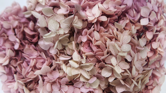 Hortensia preservada Anna - 1 cabeza - lila