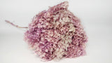 Preserved hydrangea Anna - 1 head - Glycine