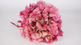 Dried hydrangea - 1 head - Fuchsia