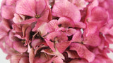 Dried hydrangea - 1 head - Fuchsia