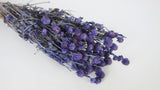 Gomphrena - 1 manojo - morado oscuro
