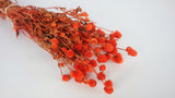 Gomphrena - 1 manojo - Naranja
