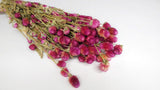 Gomphrena - 1 mazzo - colore naturale rosso fucsia