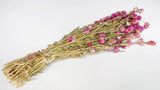 Gomphrena - 1 mazzo - colore naturale rosso fucsia
