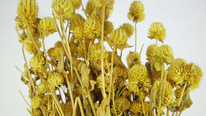 Gomphrena - 1 Bund - Gelb