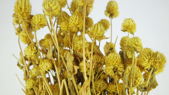 Gomphrena - 1 Bund - Gelb