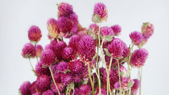 Gomphrena - 1 botte - Couleur naturelle fuchsia