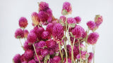 Gomphrena - 1 mazzo - colore naturale rosso fucsia