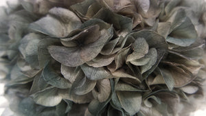 Hortensia stabilisé Extra - 1 tête - Gris