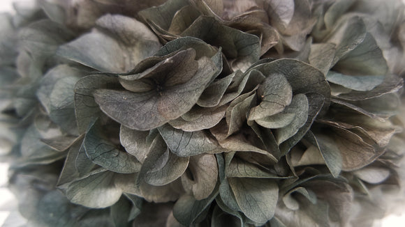 Hortensia preservada extra - 1 cabeza - Gris
