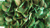 Dried hydrangea - 1 head - Green