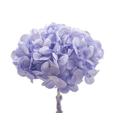 Konservierte Hortensie Kiara - 1 Kopf - Ice blue