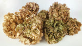 Hortensia séché - 1 tête - Beige vert