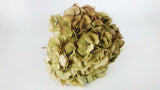 Hortensia séché - 1 tête - Beige vert