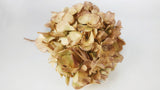 Hortensia séché - 1 tête - Beige vert