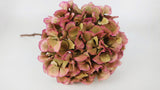 Getrocknete Hortensie  - 1 Kopf - Rosa grün